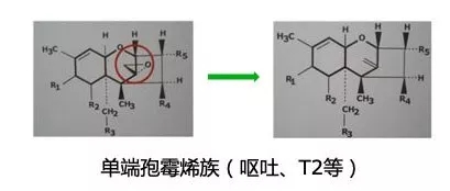 酶利宝:具有独特功效的复合益生菌(图4)