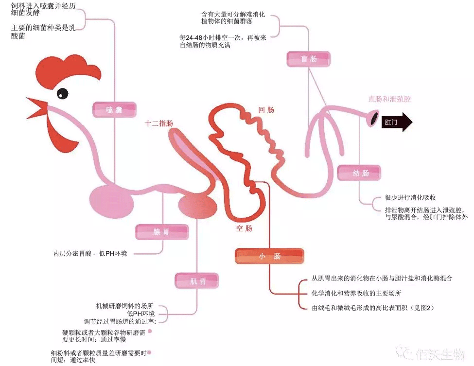 一文了解家禽的肠道健康