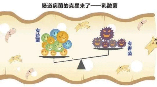 乳酸菌在畜禽养殖中的应用(图2)